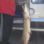 Captura en Embalse de Gasset número 3 - Pesca