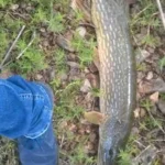 Captura en Embalse de Gasset número 4 - Pesca