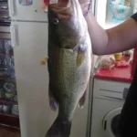 Captura en Embalse de Gasset número 5 - Pesca