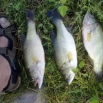 Captura en Embalse de Gasset número 11 - Pesca